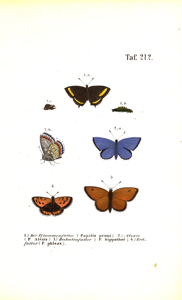  alkotó: J. W. Tenhaeff