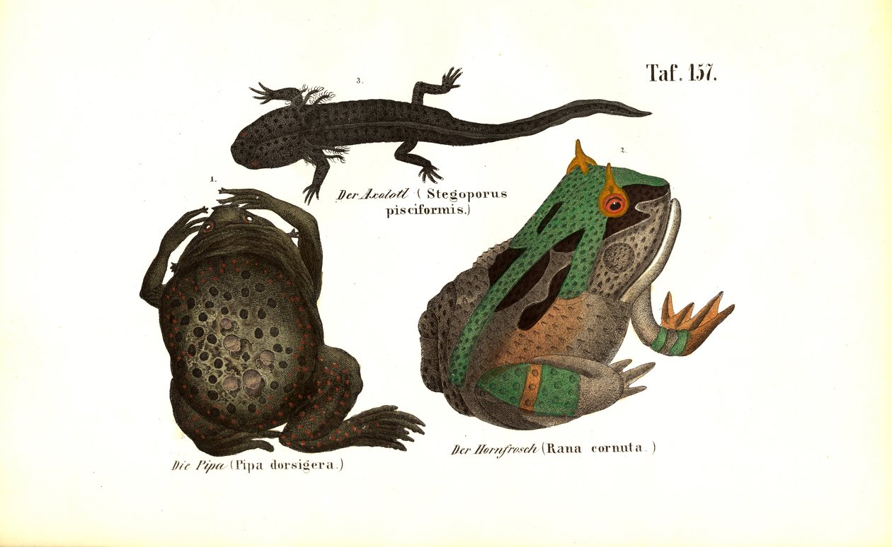  alkotó: J. W. Tenhaeff
