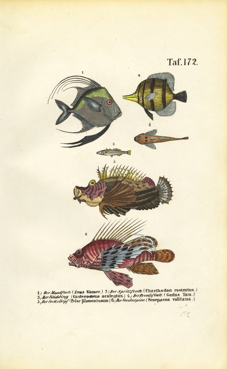  alkotó: J. W. Tenhaeff