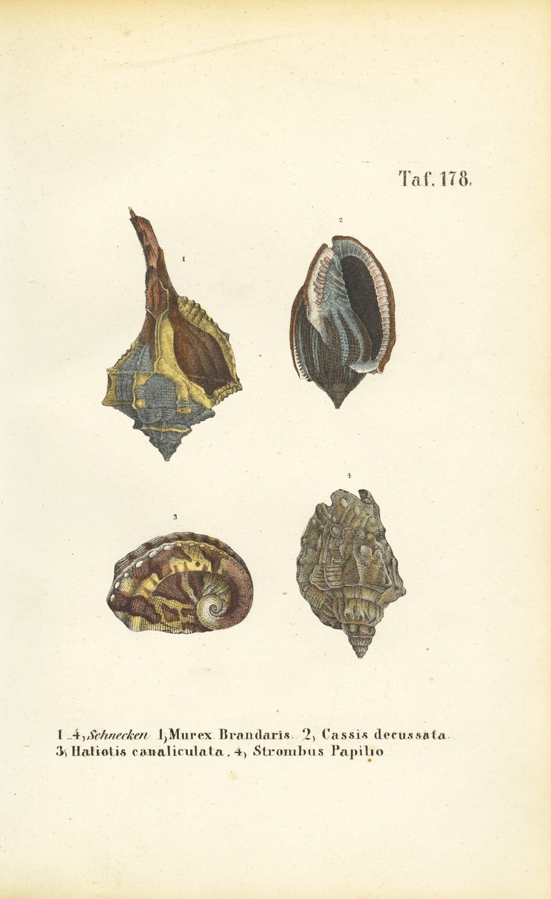  alkotó: J. W. Tenhaeff