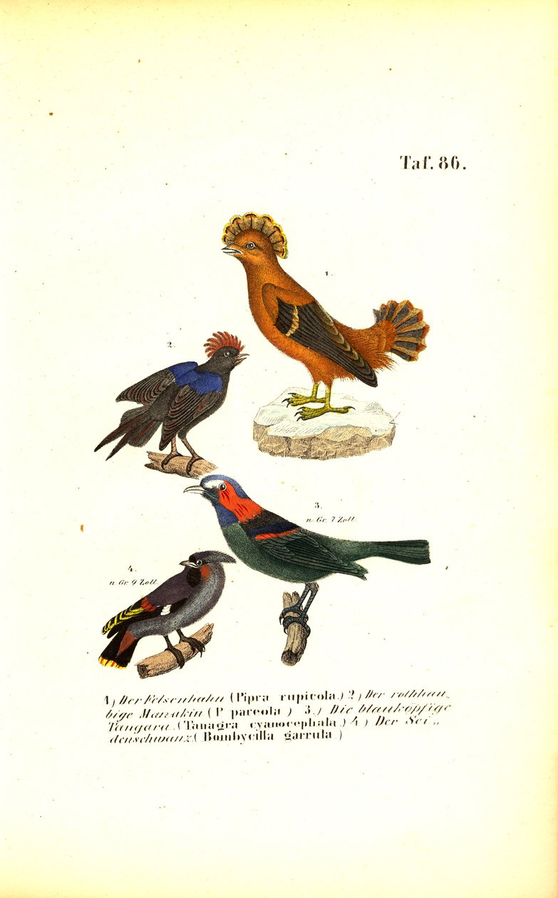  alkotó: J. W. Tenhaeff