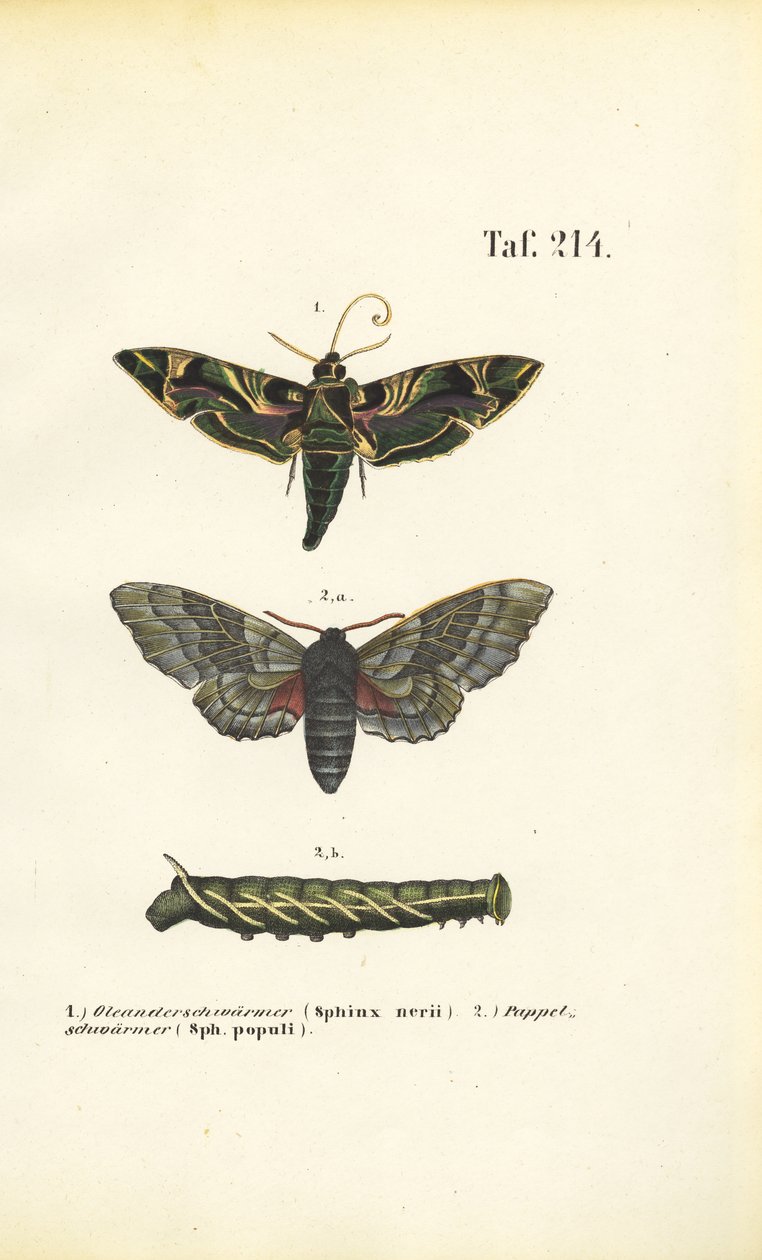 Egzotikus és őshonos sólyommolyok alkotó: J. W. Tenhaeff