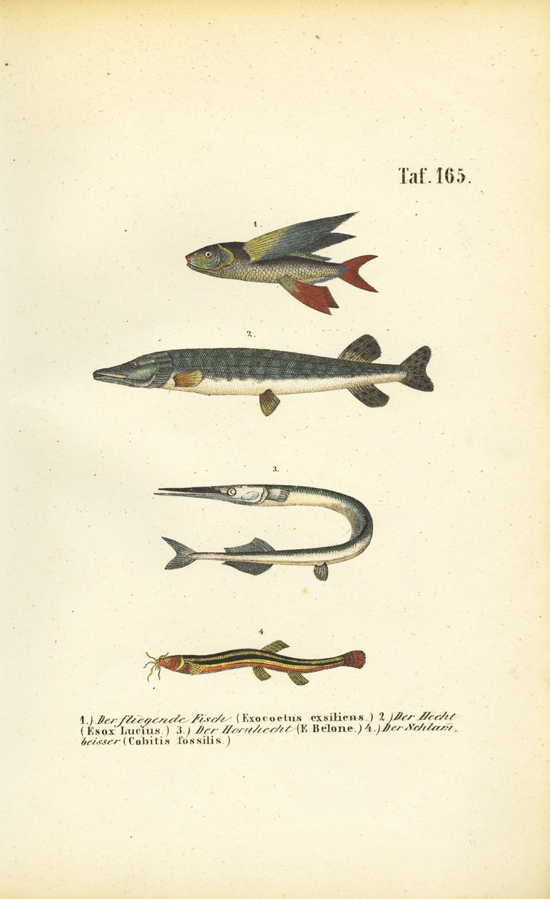  alkotó: J. W. Tenhaeff