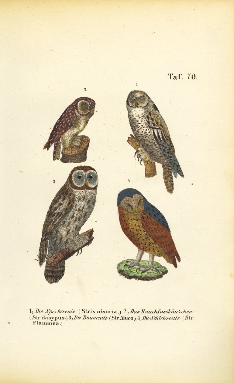  alkotó: J. W. Tenhaeff