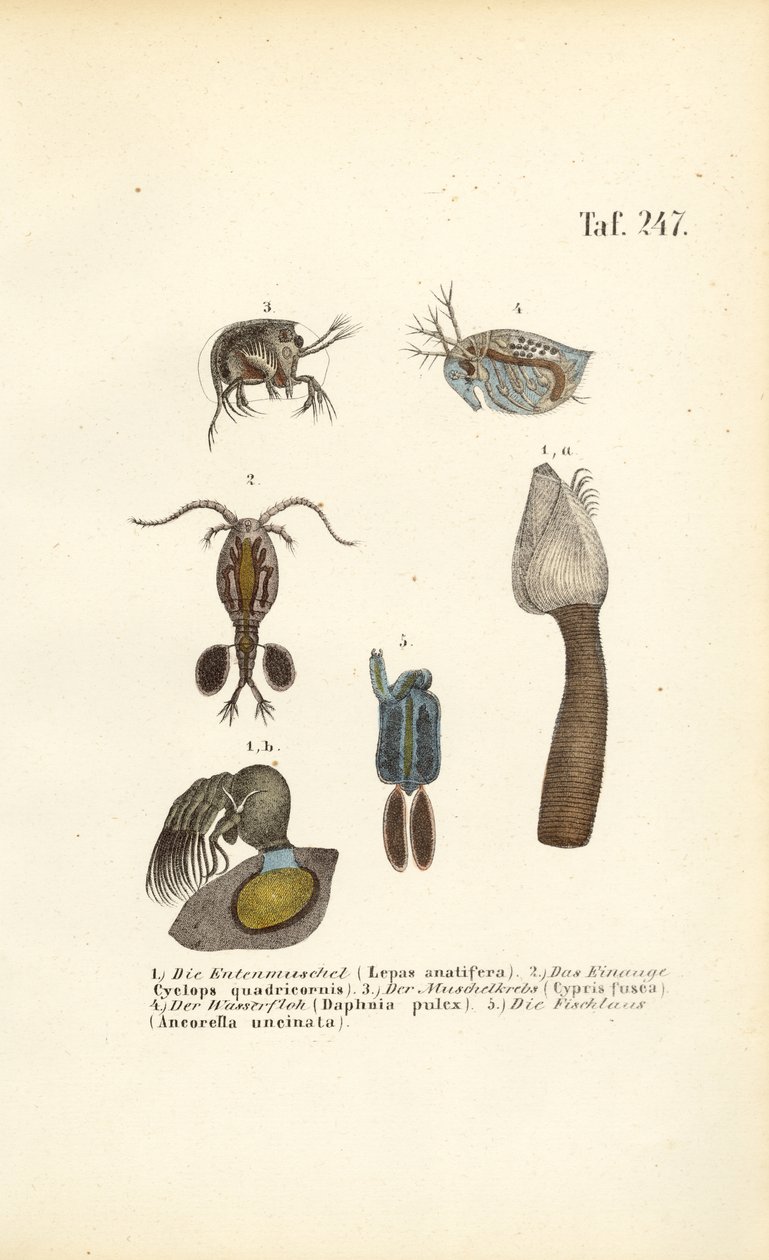 Édesvízi rákfélék és héjhéjban élő mikroorganizmusok alkotó: J. W. Tenhaeff