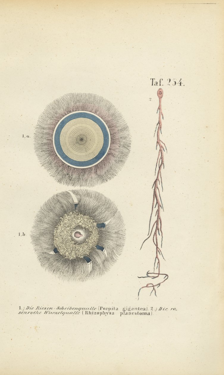 Óriás kék gomb és vörös gyökér medúza alkotó: J. W. Tenhaeff