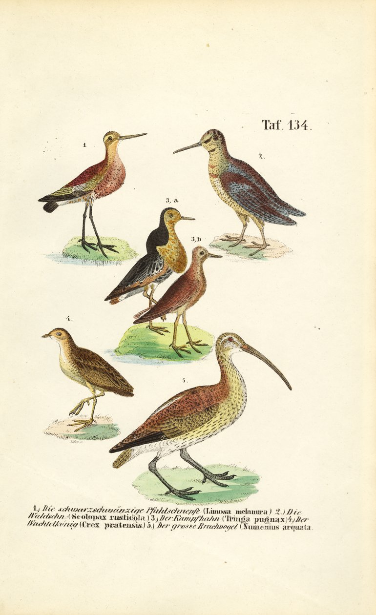  alkotó: J. W. Tenhaeff