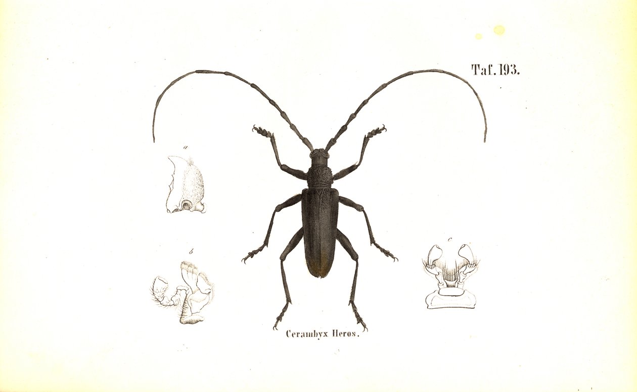  alkotó: J. W. Tenhaeff