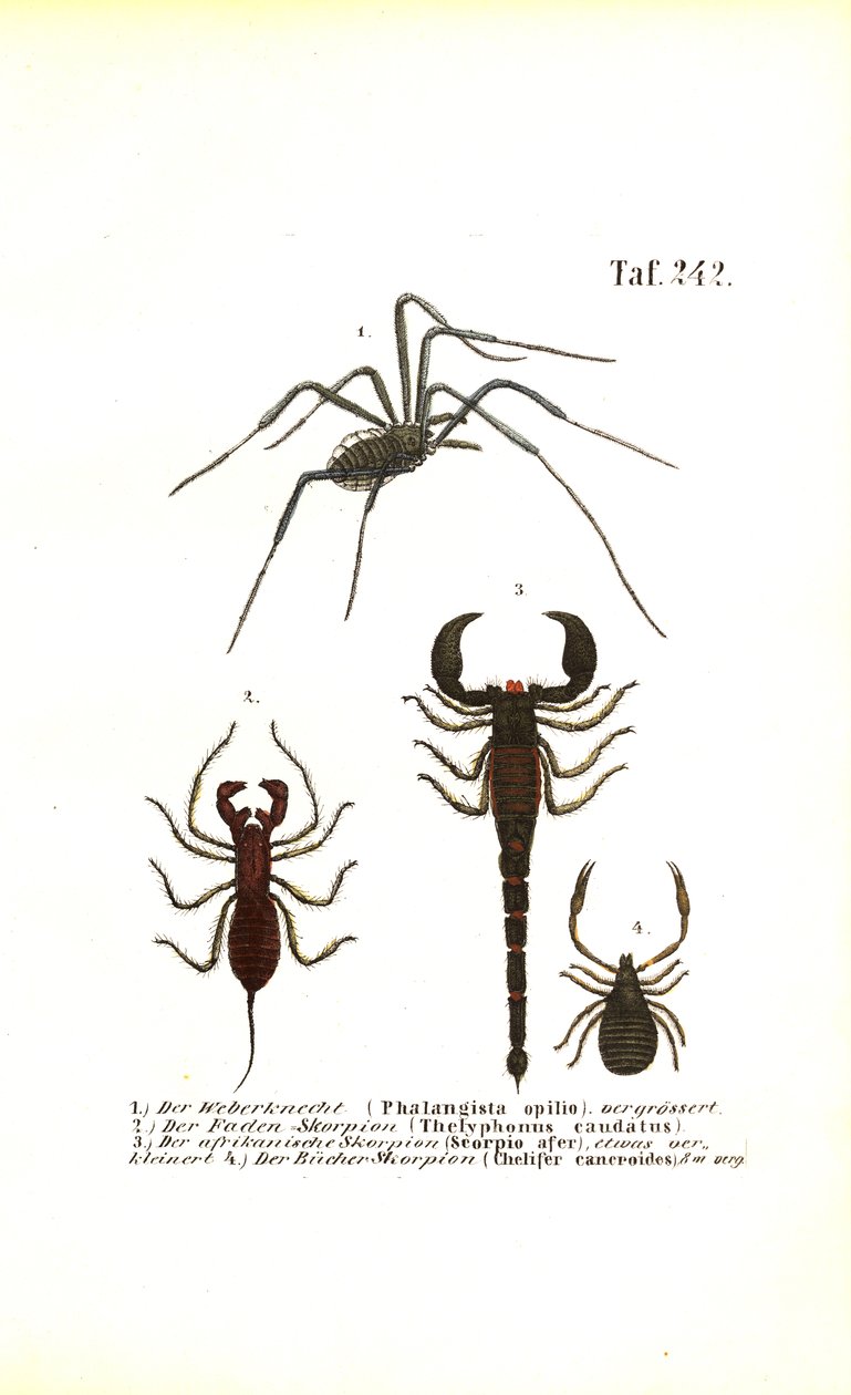 Harvestman és a skorpiók alkotó: J. W. Tenhaeff
