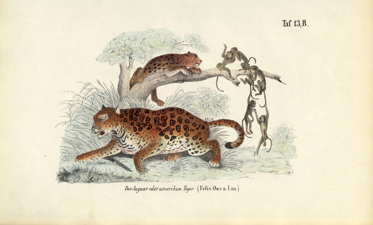 Jaguár és majmok alkotó: J. W. Tenhaeff