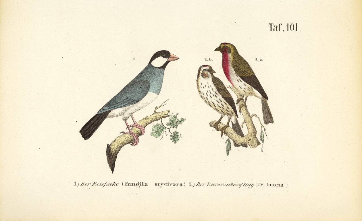 Jávai veréb és közönséges rózsapinty alkotó: J. W. Tenhaeff
