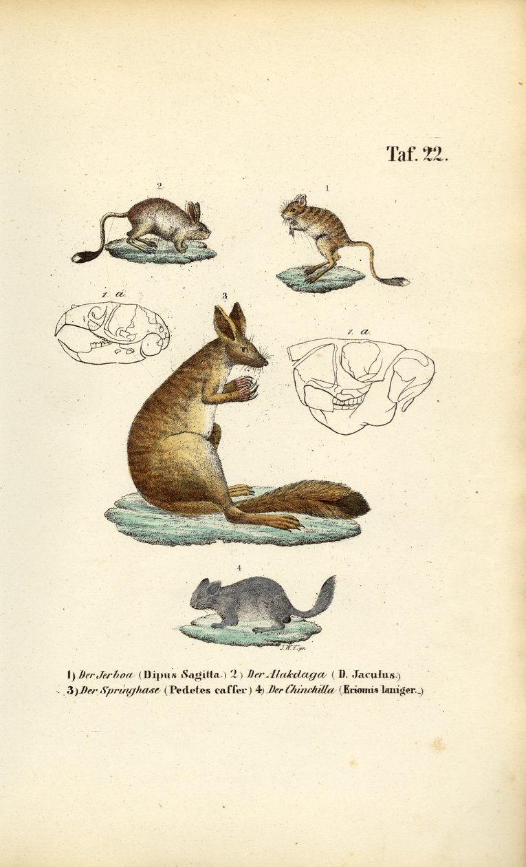  alkotó: J. W. Tenhaeff