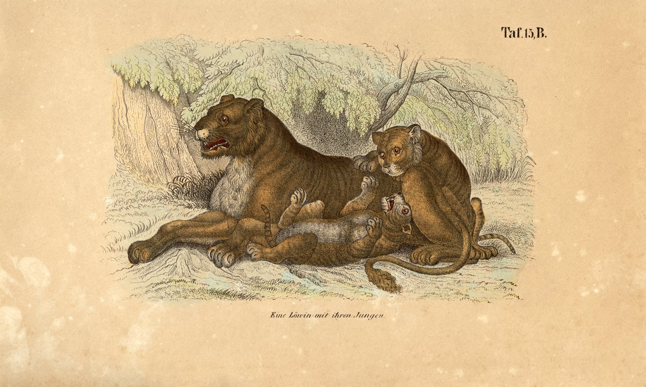  alkotó: J. W. Tenhaeff