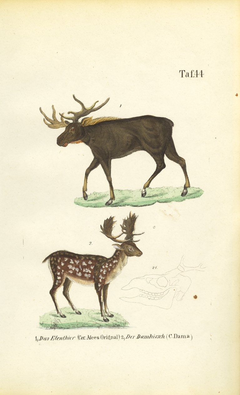  alkotó: J. W. Tenhaeff