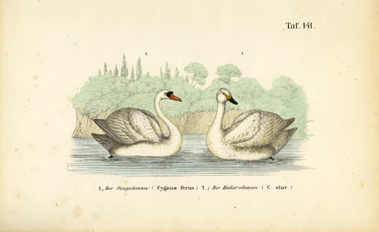 Néma hattyú és énekes hattyú alkotó: J. W. Tenhaeff