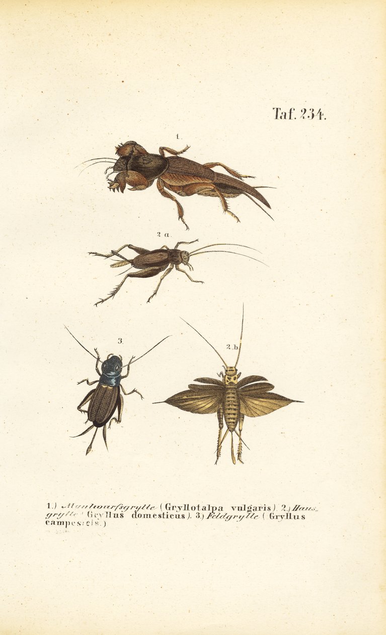  alkotó: J. W. Tenhaeff