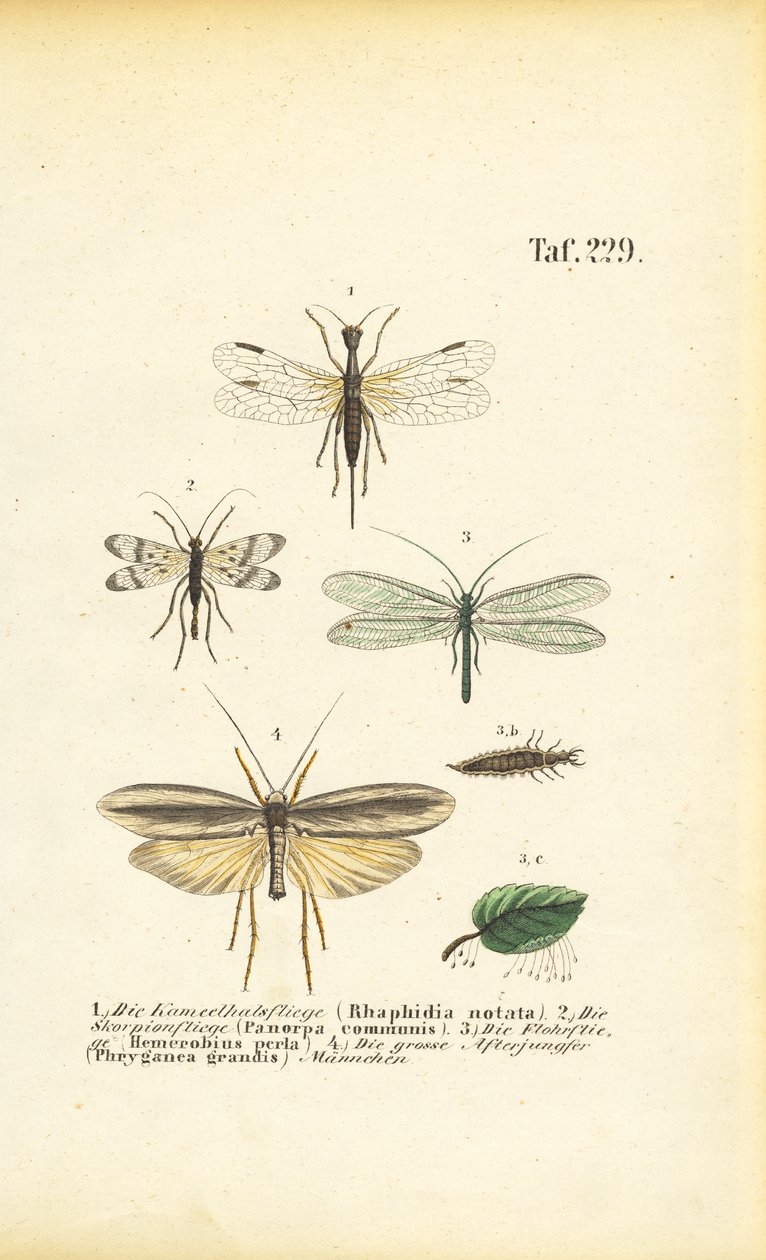  alkotó: J. W. Tenhaeff