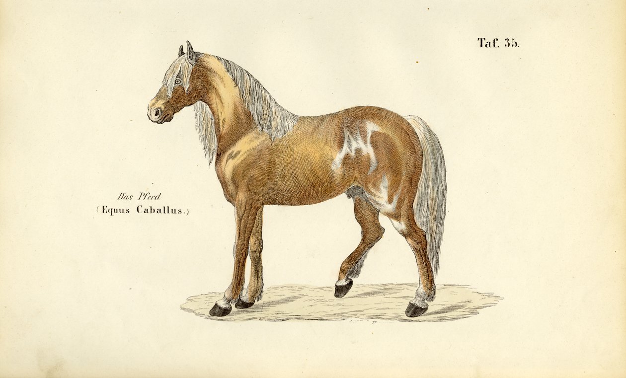 Nemes ló alkotó: J. W. Tenhaeff