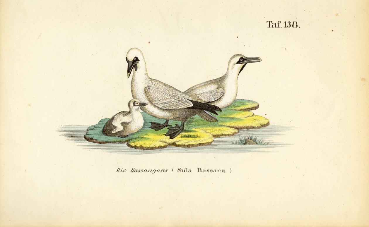 Északi tüskés rétihéja fiatal egyedekkel alkotó: J. W. Tenhaeff