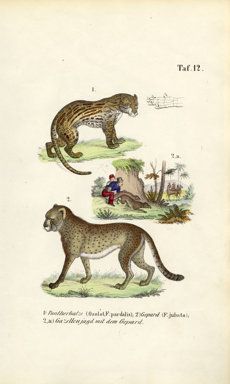 Ocelot, gepárd és gepárd vadászat alkotó: J. W. Tenhaeff