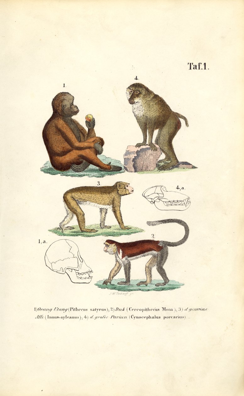 Óvilági majmok: Orangután, makákó, majom és pávián alkotó: J. W. Tenhaeff