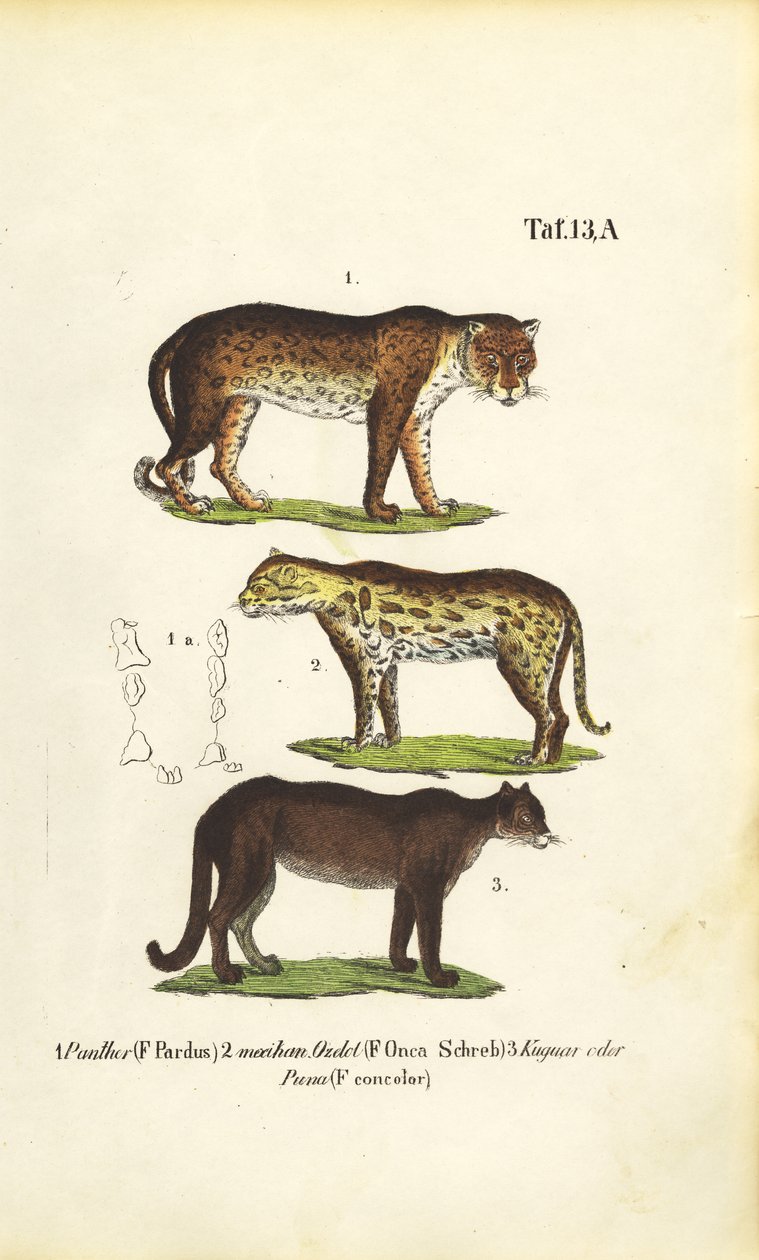  alkotó: J. W. Tenhaeff
