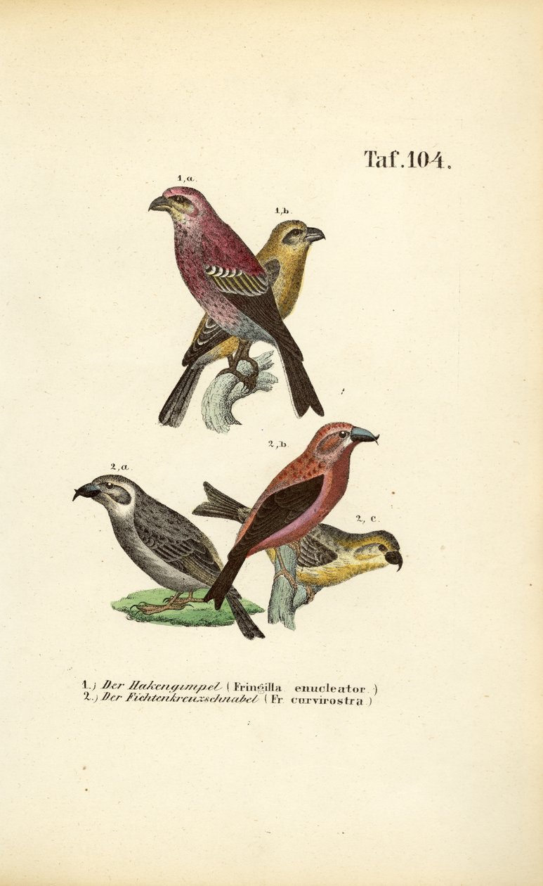  alkotó: J. W. Tenhaeff