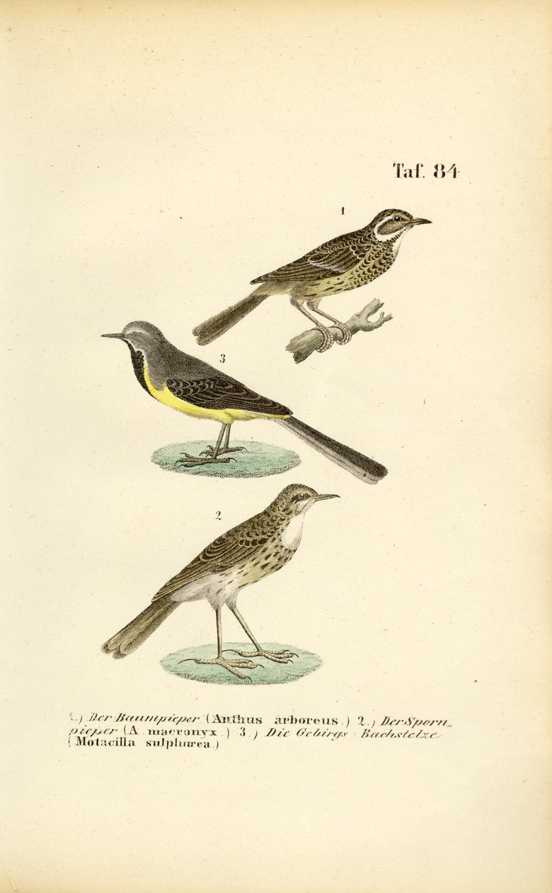 alkotó: J. W. Tenhaeff