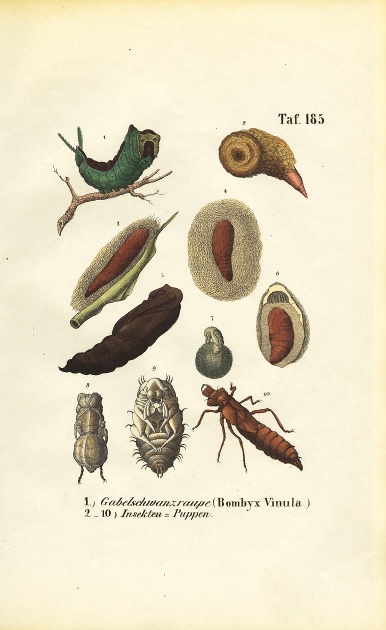 Puss Moth hernyó és rovar bábok alkotó: J. W. Tenhaeff