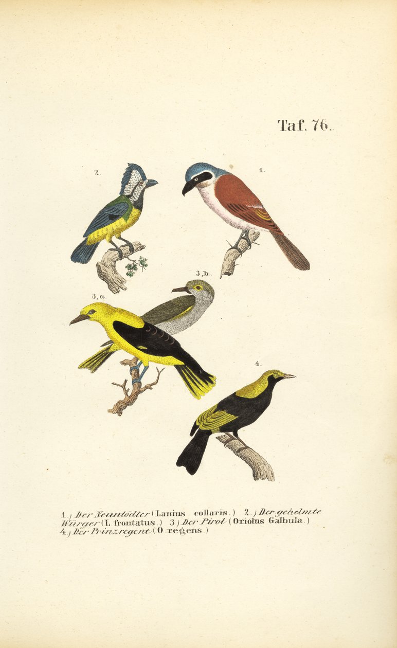  alkotó: J. W. Tenhaeff