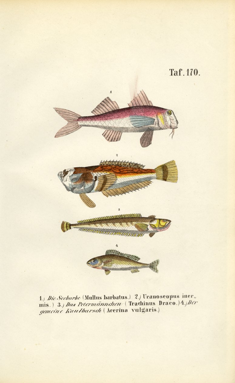  alkotó: J. W. Tenhaeff