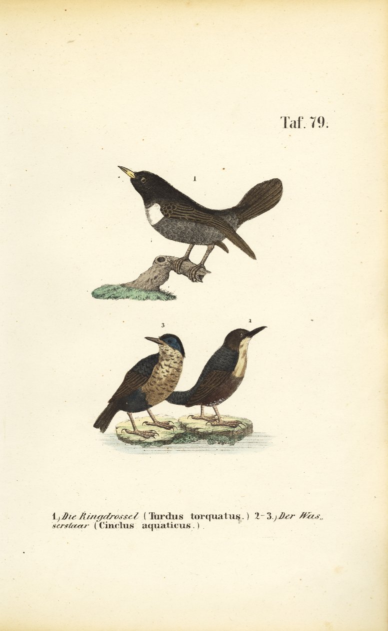  alkotó: J. W. Tenhaeff