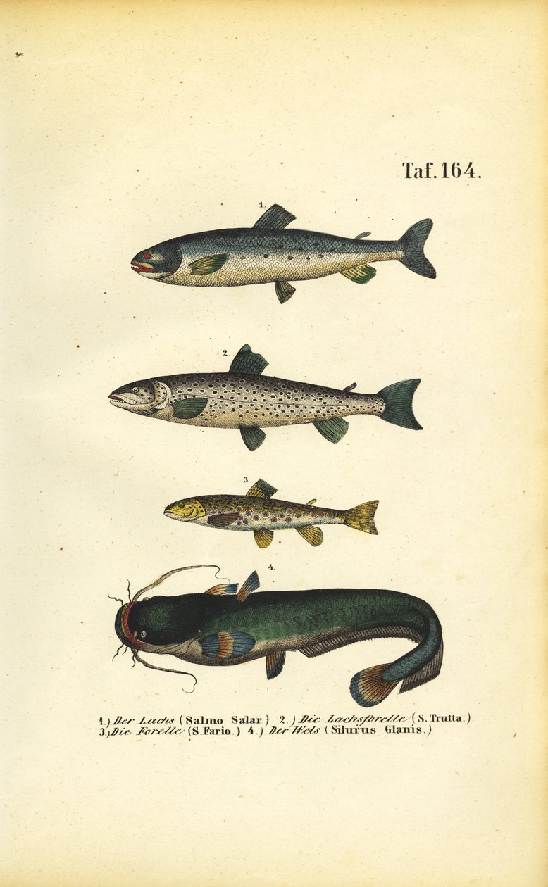  alkotó: J. W. Tenhaeff