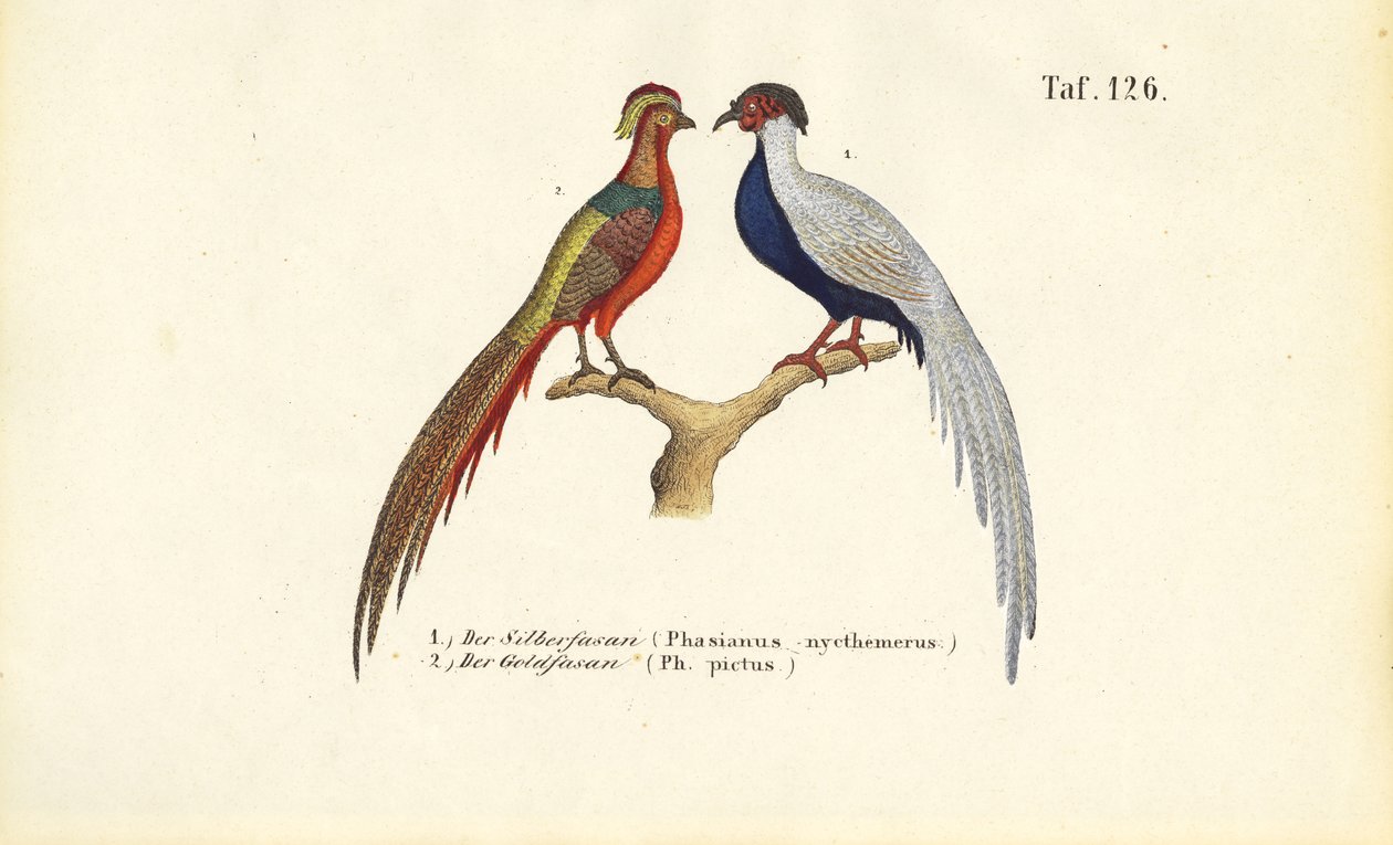  alkotó: J. W. Tenhaeff