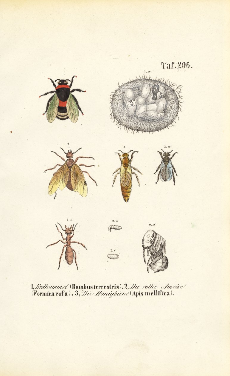  alkotó: J. W. Tenhaeff