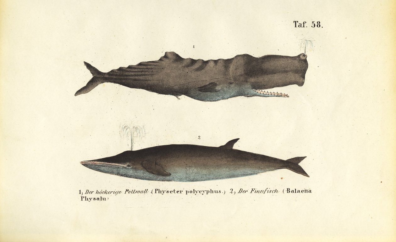  alkotó: J. W. Tenhaeff
