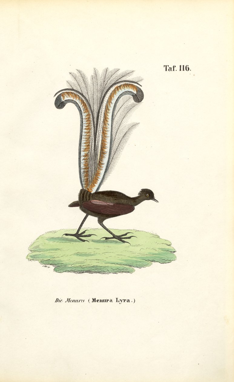 Kiváló Lyrebird alkotó: J. W. Tenhaeff
