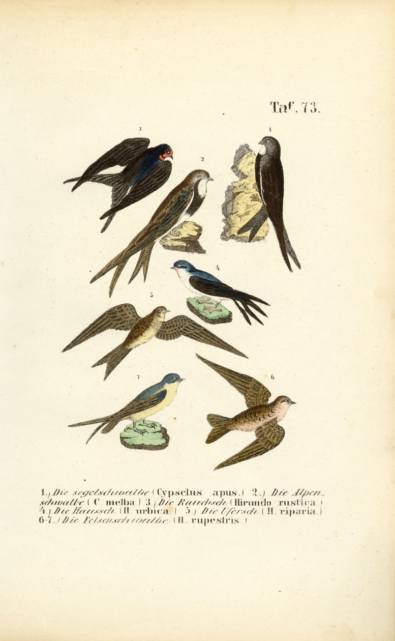 alkotó: J. W. Tenhaeff
