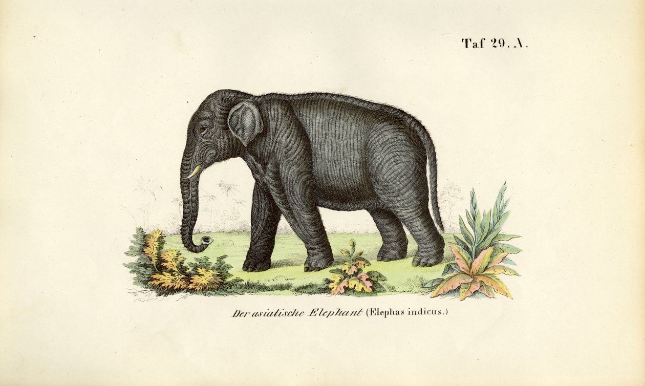  alkotó: J. W. Tenhaeff