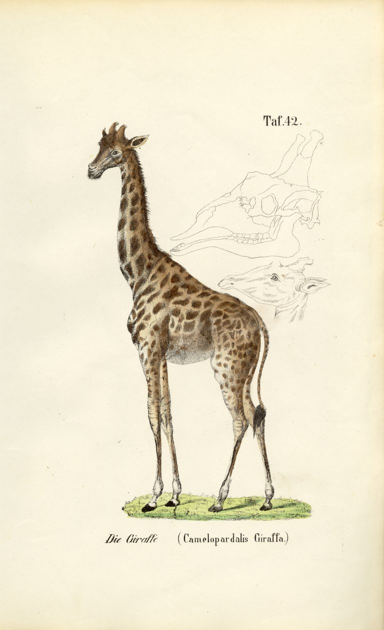  alkotó: J. W. Tenhaeff
