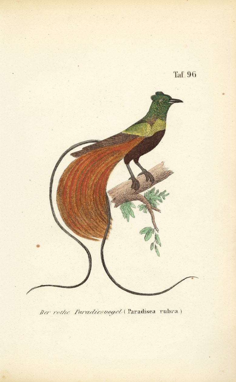  alkotó: J. W. Tenhaeff
