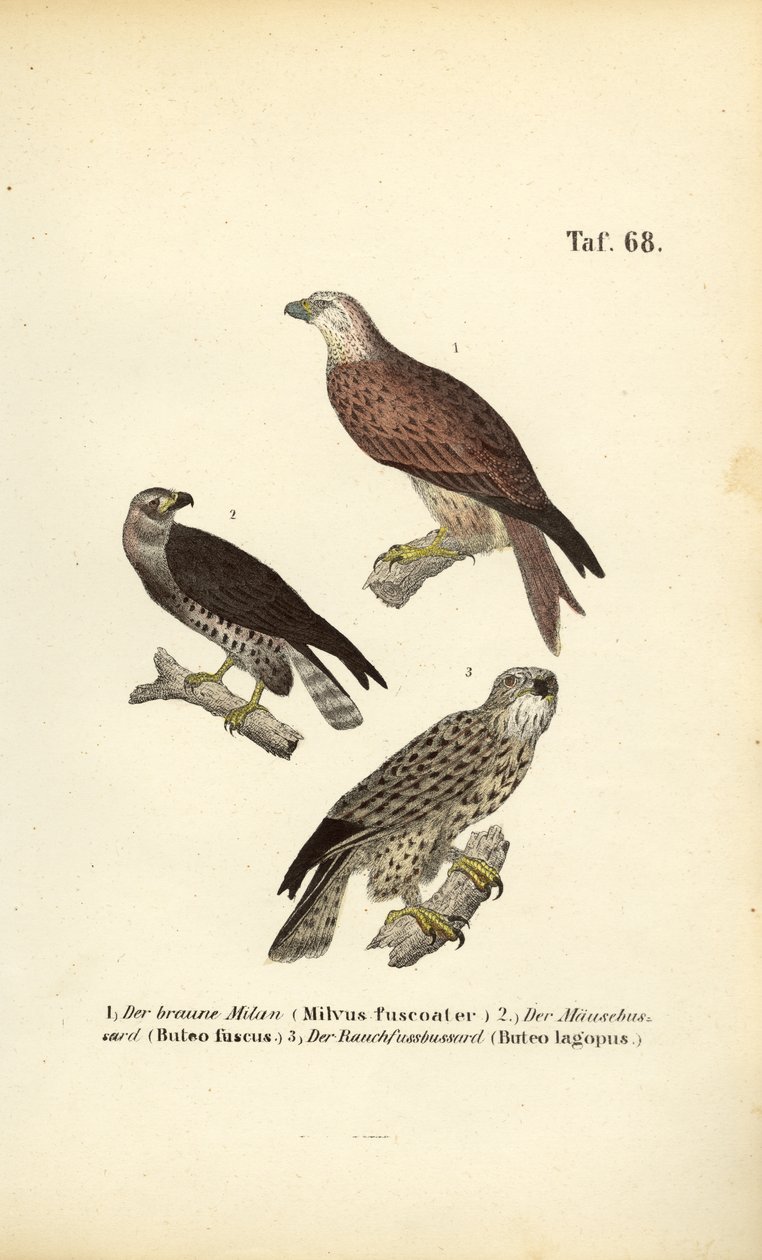  alkotó: J. W. Tenhaeff