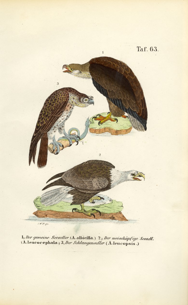  alkotó: J. W. Tenhaeff