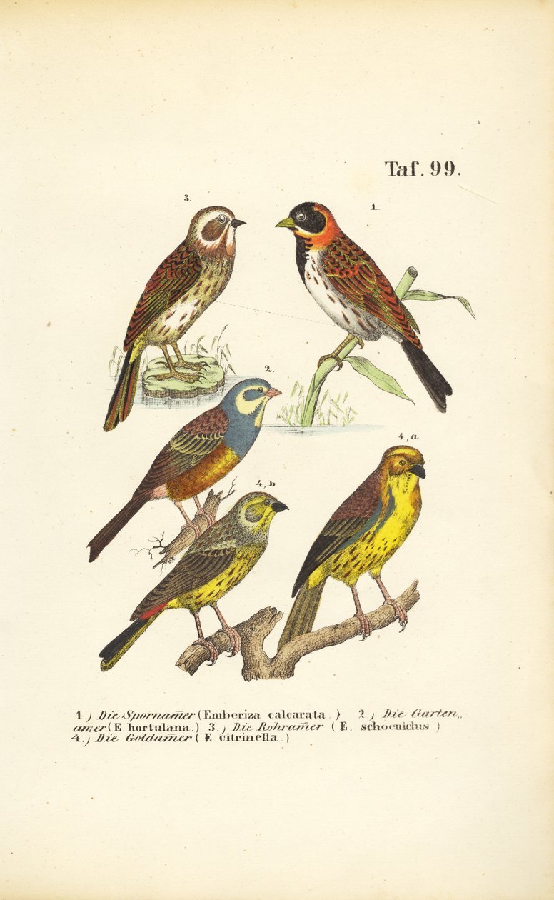  alkotó: J. W. Tenhaeff