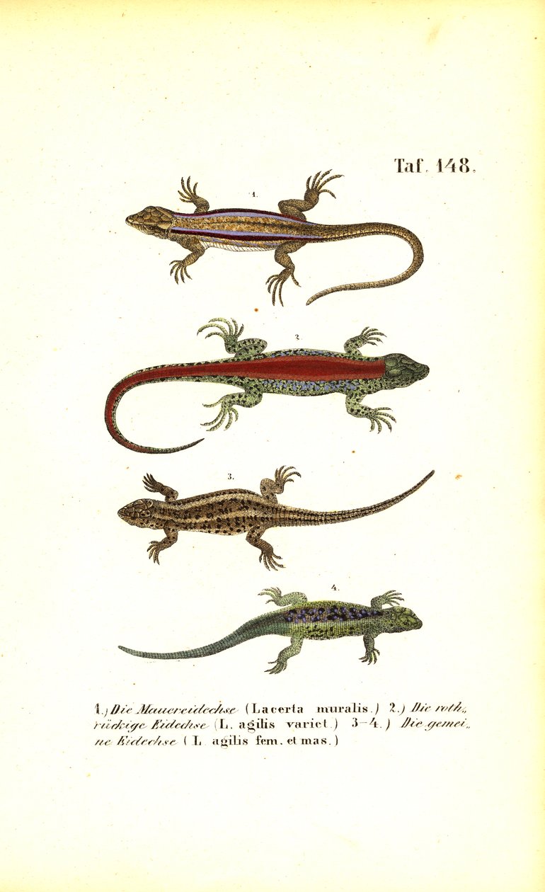  alkotó: J. W. Tenhaeff