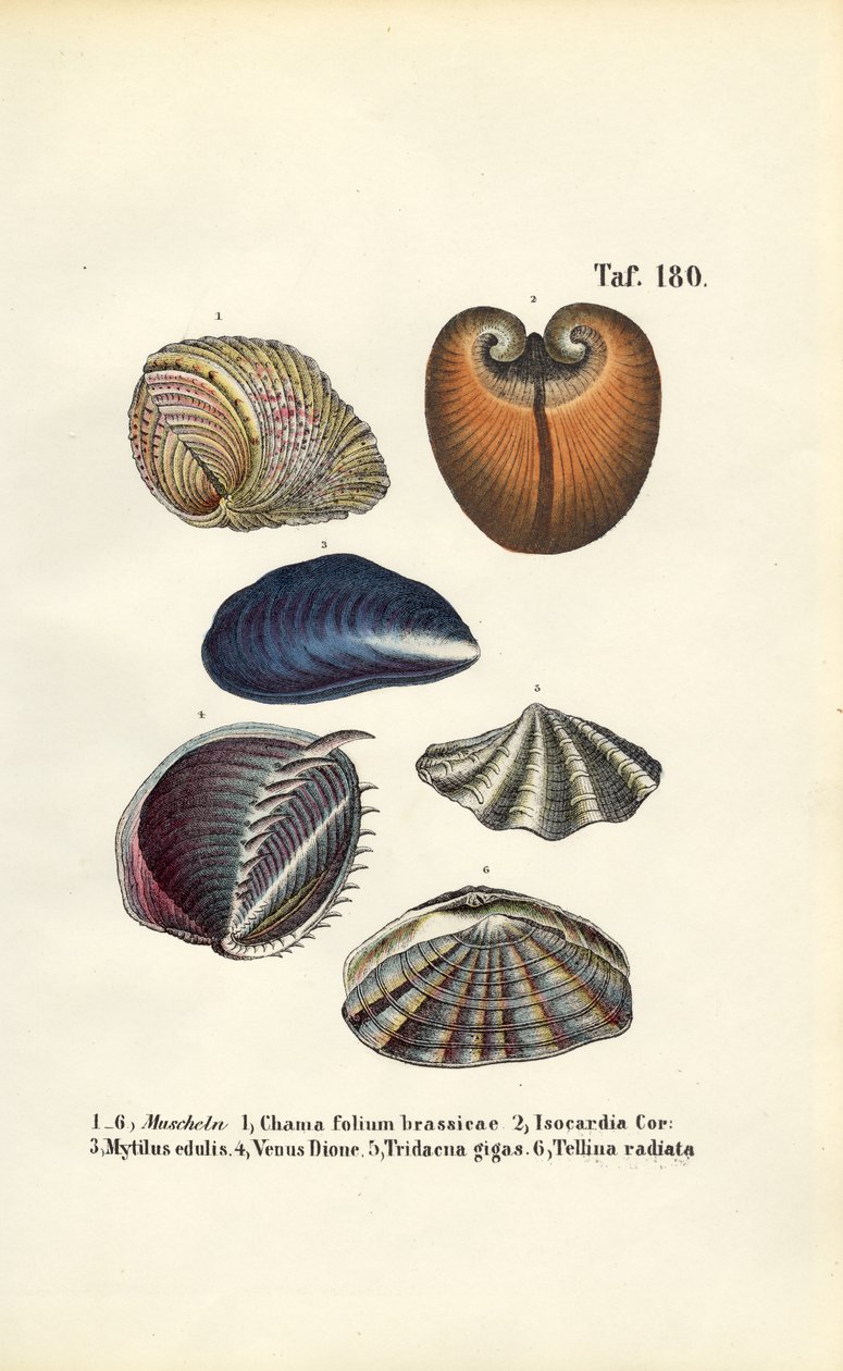 Különböző tengeri kéthéjú kagylók alkotó: J. W. Tenhaeff