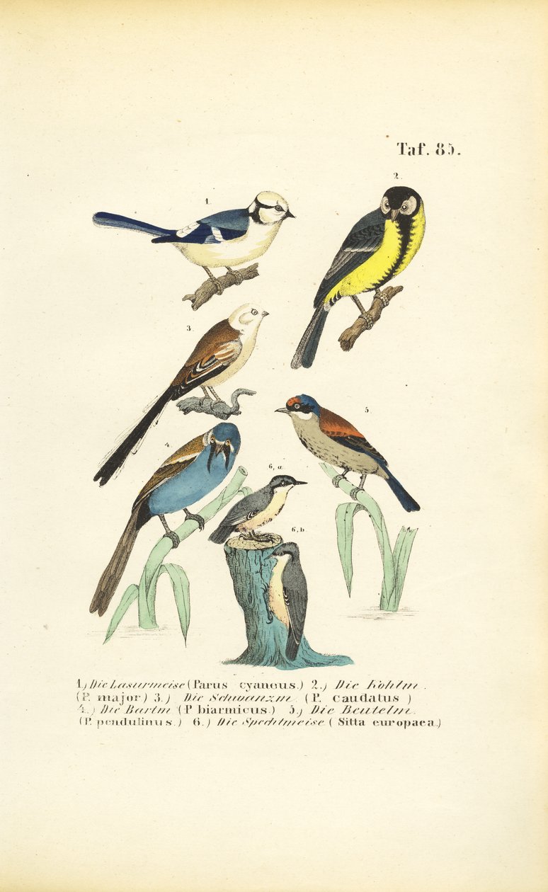  alkotó: J. W. Tenhaeff