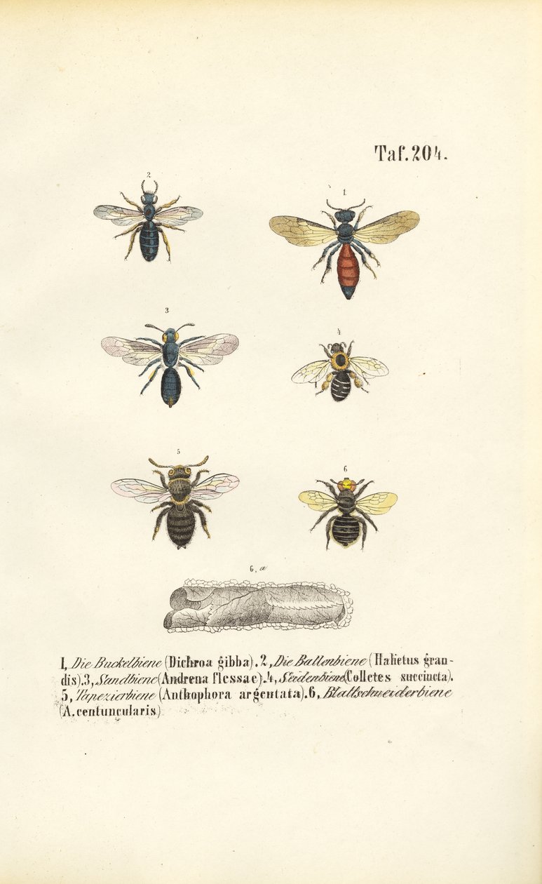 Közép-Európa különböző vadméhfajtái alkotó: J. W. Tenhaeff