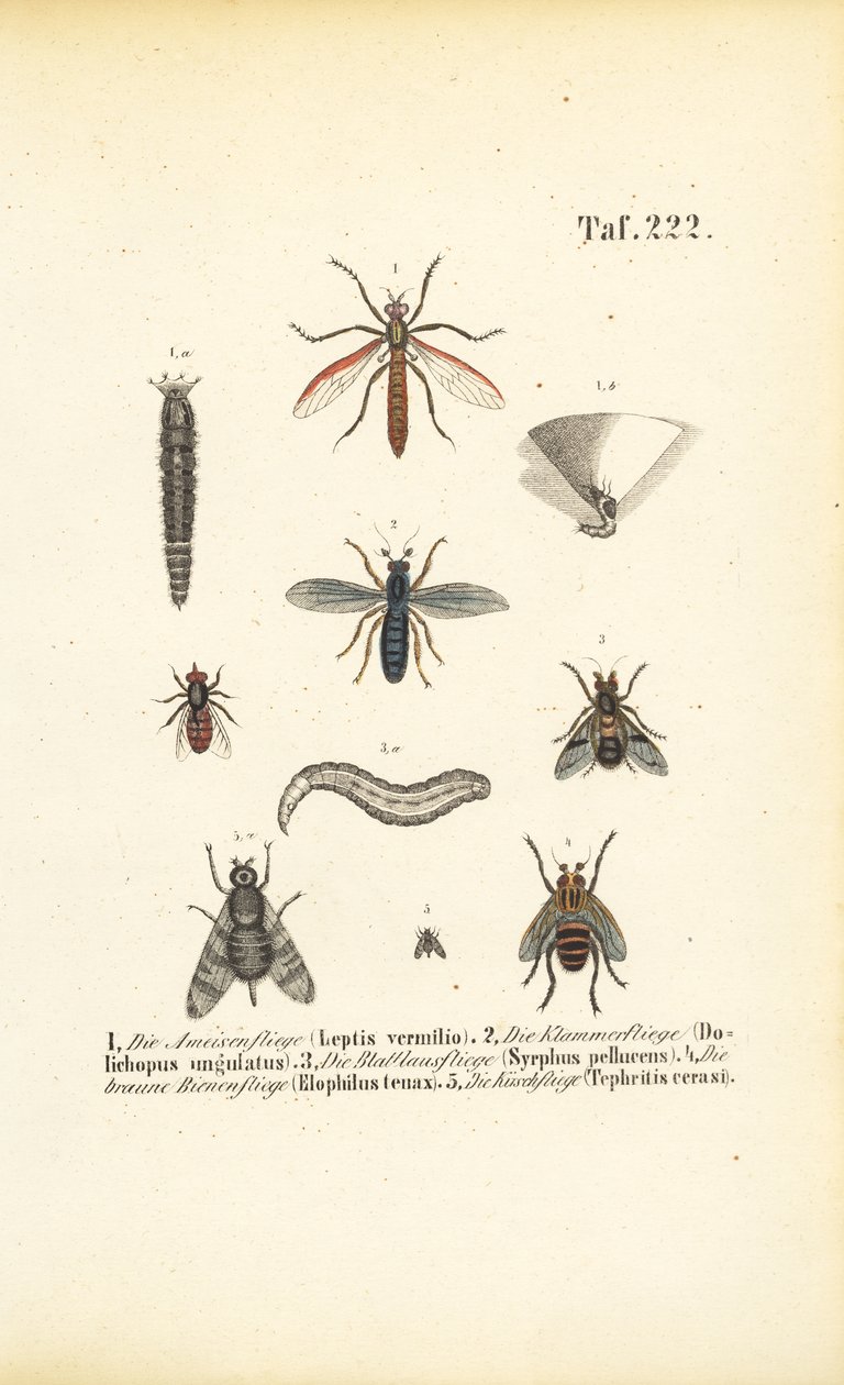 Különböző légyfajok fejlődési szakaszokkal alkotó: J. W. Tenhaeff
