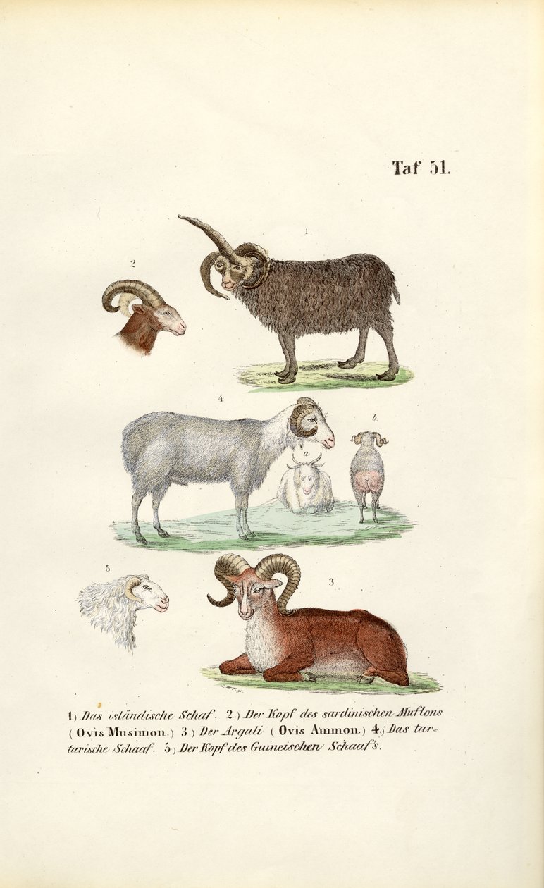 alkotó: J. W. Tenhaeff